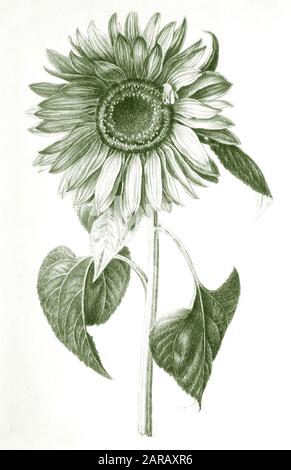 Image numérique améliorée d'un Helianthus annuus, le tournesol commun de Nicolas Robert de Sketchbook A au jardin du Roi, Paris c 1650 Banque D'Images