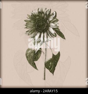 Image numérique améliorée d'un Helianthus annuus, le tournesol commun de Nicolas Robert de Sketchbook A au jardin du Roi, Paris c 1650 Banque D'Images