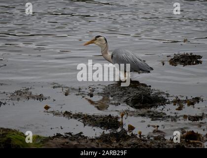 Héron gris (Ardea cinera), pêche dans les huisnes du Loch Aline, Morvern, Écosse Banque D'Images