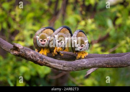 Les trois singes écureuil assis sur une branche d'arbre Banque D'Images