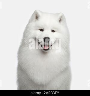 Portrait de Furry Samoyed Dog heureux souriant isolé sur fond blanc, vue avant Banque D'Images