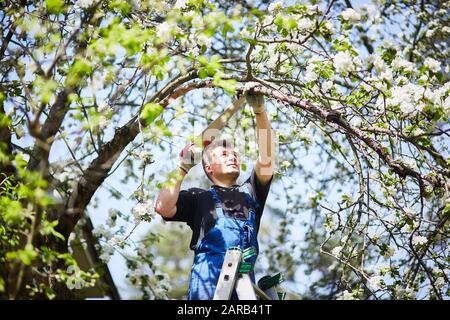 Un homme avec une scie coupe une branche d'un arbre de pomme en fleurs dans le jardin Banque D'Images