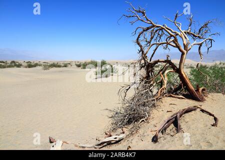 Death Valley National Park. Désert de Mojave en Californie, USA. Comté d'Inyo - désert de sable à l'arbre mort. Banque D'Images