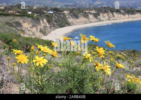 California nature - vue sur la côte du Pacifique à Malibu. Plage d'état de point de Dume avec des fleurs de Coréopsis géant (dahlia de la mer géante). Banque D'Images