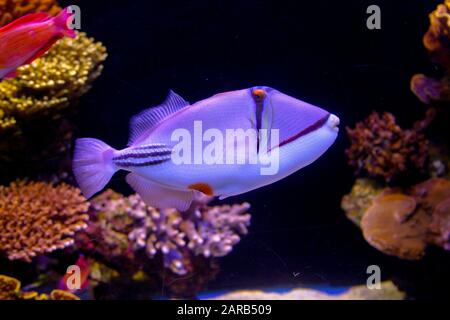 Picasso triggerfish ou picassofish arabe dans la mer Rouge Banque D'Images