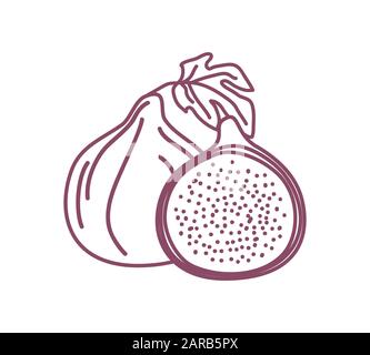 Deux figures isolées définissent l'esquisse d'illustration vectorielle de conception. Un entier et un demi de figues fraîches isolées sur fond blanc Illustration de Vecteur