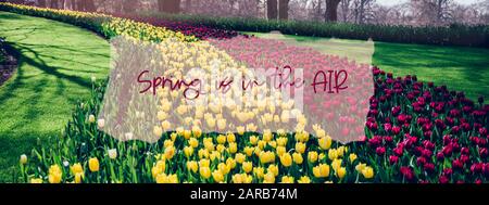 Le ressort se trouve dans la phrase d'air du châssis. Parterres fleuries de tulipes fleuries au printemps. L'un des plus grands jardins fleuris au monde à Lisse, aux Pays-Bas. Taille de la bannière Banque D'Images