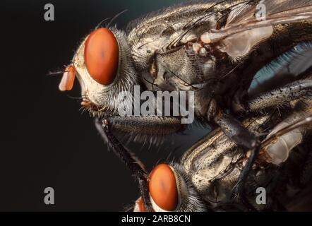 Macro Photographie de L'Accouplement À La Mouche Sur isolé sur fond Banque D'Images