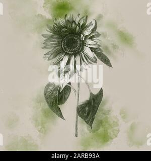 Image numérique améliorée d'un Helianthus annuus, le tournesol commun de Nicolas Robert de Sketchbook A au jardin du Roi, Paris c 1650 Banque D'Images