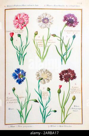 Fleur de maïs (Centaurea cyanus, colline de cyanus segeum) 17ème siècle peint à la main sur parchemin botanique étude d'un du jardin du Roi botanique Florilegi Banque D'Images