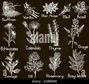 Ensemble de styles d'esquisse dessinés à la main différents types de plantes isolées sur fond noir. Illustration vectorielle. Illustration de Vecteur