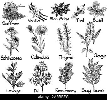 Ensemble de styles d'esquisse dessinés à la main différents types de plantes isolées sur fond blanc. Illustration vectorielle. Illustration de Vecteur