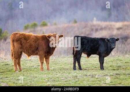 Les vaches brachent sur une colline. Banque D'Images