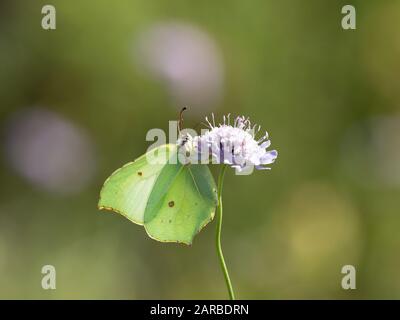 Gonepteryx rhamni Brimstone Butterfly ( ) sur Scabious Banque D'Images