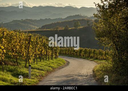 Route des vins autrichiens et slovènes entre les vignes en Slovénie au coucher du soleil. Nature et paysage pittoresque près de Maribor en Slovénie. Banque D'Images