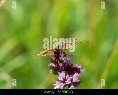 Glanville Fritillary (Melitaea cinxia) papillon sur Marjoram. Banque D'Images