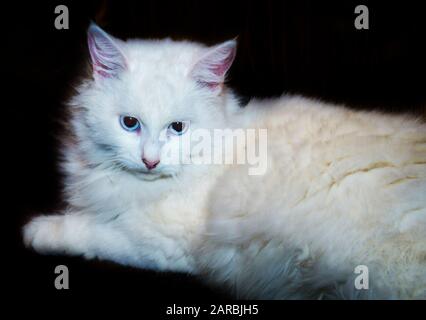 Joli chat d'angora blanc doux aux yeux bleus. Banque D'Images