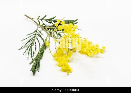 Brindilles De fleurs Mimosa isolées sur fond blanc. Acacia dealbata. Eau argentée Banque D'Images