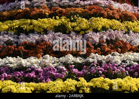 Mums fleurs disposées en rangées. Banque D'Images