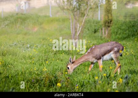 La gazelle de montagne palestinienne, le cerf israélien. Marche dans l'herbe verte avec des fleurs d'hiver, isolée par un fond flou. La Forêt De Jérusalem, Est Banque D'Images