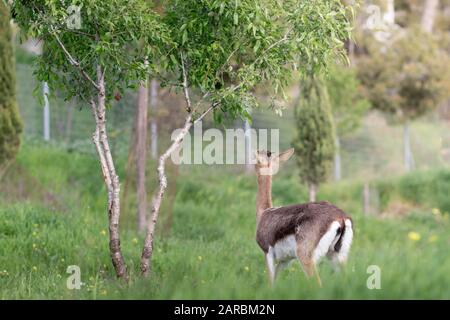 La gazelle de montagne palestinienne, le cerf israélien. Marche dans l'herbe verte avec des fleurs d'hiver, isolée par un fond flou. La Forêt De Jérusalem, Est Banque D'Images