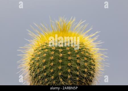 cactus avec épines jaunes se rapprochez sur fond gris Banque D'Images