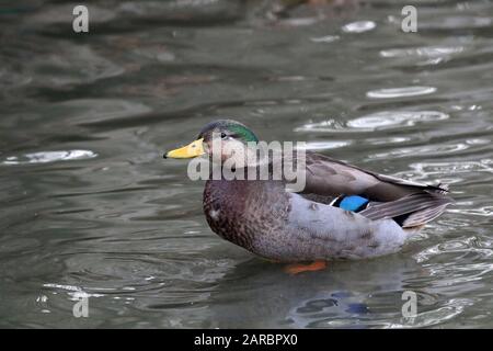 Mallard Wigeon Cross Banque D'Images