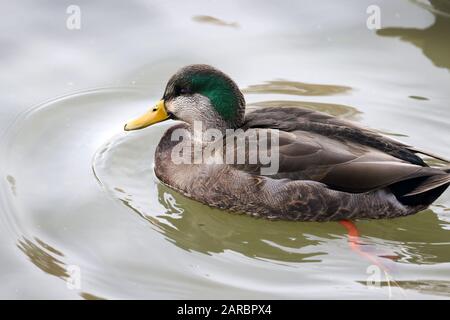 Mallard Wigeon Cross Banque D'Images