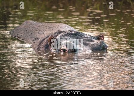 Hippo dans l'œil de l'eau pour regarder le parc national de l'Afrique du Sud Banque D'Images