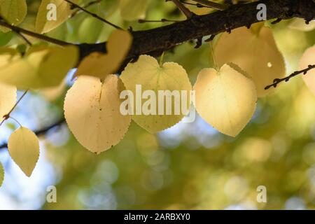 Feuilles en forme de coeur doré d'un arbre de Katsura. Banque D'Images