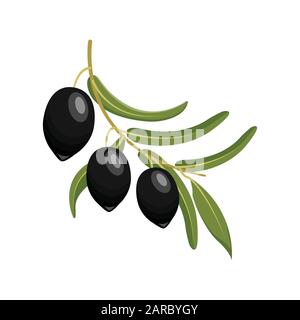 Branche olives noires. Illustration vectorielle Illustration de Vecteur