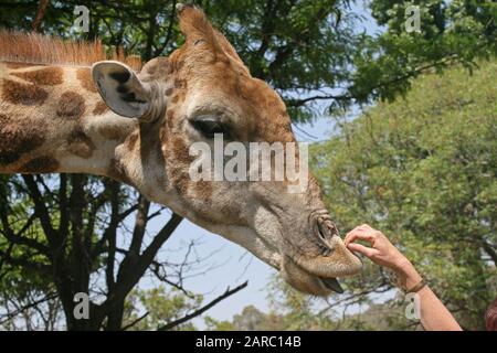 La main de la femme caresse la tête de girafe, Lion & Safari Park, Gauteng, Afrique du Sud. Banque D'Images