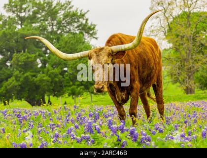 Texas Longhorn Banque D'Images