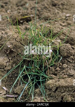 La table d'oignon ou l'herbe d'avoine fausse (Arrhenatherum elatius), les mauvaises herbes sont éparpillées sur le sol après le rotovatation Banque D'Images