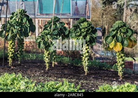 CHOUX de Bruxelles cuisine jardin hiver potager jardin allotissement, choux de Bruxelles 'Cascade' sous filet de protection en maille de cage, pour protéger la récolte végétale des ravageurs. Serre traditionnelle en bois enrobé en arrière-plan. Espace cuisine jardin potager plantes germantes de Bruxelles Brassica oleracea (Groupe Gemmifera) en fin d'hiver, la lumière qui pousse derrière le maillage de protection des insectes enviromesh Il est membre du Groupe Gemmifera de cabanes, Cultivé pour ses bourgeons comestibles, une impasse parmi les légumes d'hiver dans les climats tempérés froids cultivés sous un maillage résistant aux insectes ou un tissu horticole Banque D'Images