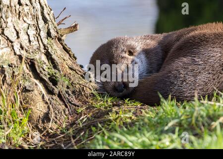 Otter Lutra lutra chien de mammifère aquatique comme visage petites oreilles long blanc chuchots long corps et forte épaisse queue conique. A des jambes courtes et des pieds webbed Banque D'Images