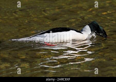 Goosander (Mergus merganser) à la recherche de proies dans une rivière, Écosse, Royaume-Uni. Banque D'Images