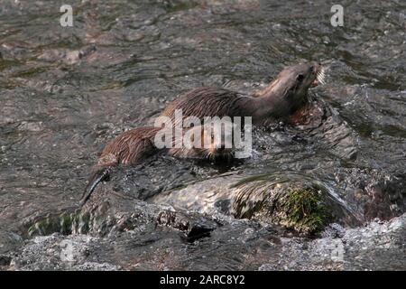 Otter (Lutra lutra) se foraging dans une rivière, Ecosse, Royaume-Uni. Banque D'Images