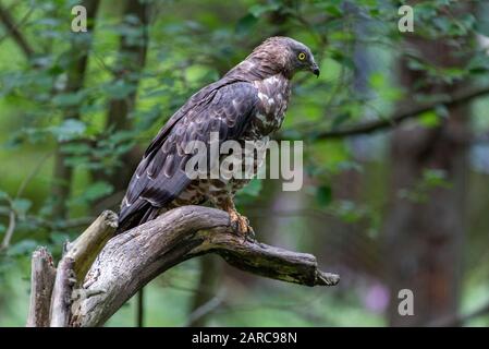 Portrait de gros plan du buzzard européen du miel (Pernis apivorus) également connu sous le nom de pern commun. Bel oiseau de proie aux yeux jaunes. Banque D'Images