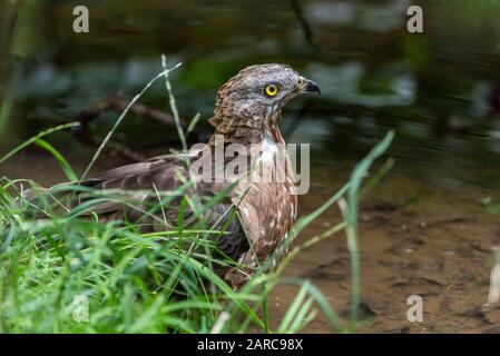 Portrait de gros plan du buzzard européen du miel (Pernis apivorus) également connu sous le nom de pern commun. Bel oiseau de proie aux yeux jaunes. Banque D'Images