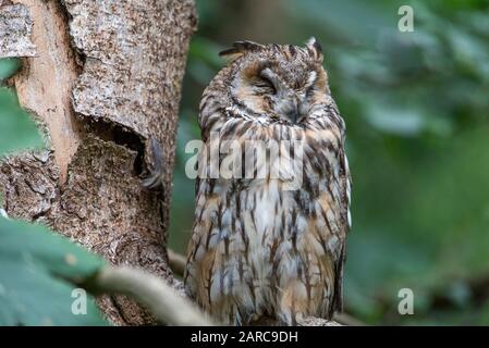 Chouette des cimes eurasiennes (Outus scops) dormant sur un arbre. Otus scops, chouette eurasienne, petit hibou, perché sur une branche Banque D'Images