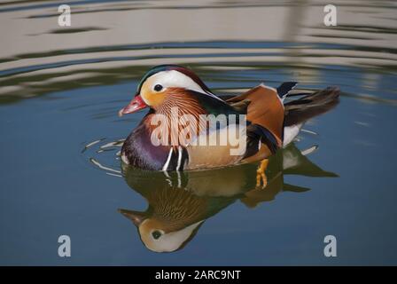 Gros plan d'un canard mandarin sur l'eau Banque D'Images