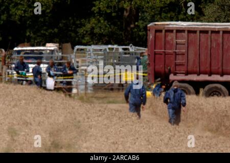 Le bétail mort enlevé par DEFRA d'une ferme en Normandie à Surrey, scène de la deuxième éclosion de fièvre aphteuse en 2007. Banque D'Images