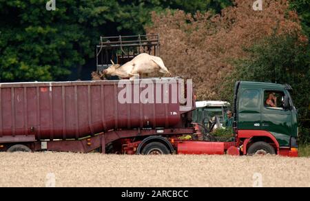 Le bétail mort enlevé par DEFRA d'une ferme en Normandie à Surrey, scène de la deuxième éclosion de fièvre aphteuse en 2007. Banque D'Images