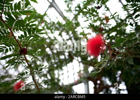 Gros plan d'une calliandra rose entourée de verdure avec un arrière-plan flou et effet bokeh Banque D'Images