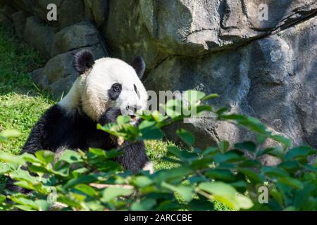 Panda mignon assis sur l'herbe près d'énormes formations rocheuses Banque D'Images