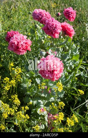 Deux coquelicots roses géants qui poussent sauvage à Stokes Bay, Gosport, Hampshire, Royaume-Uni Banque D'Images