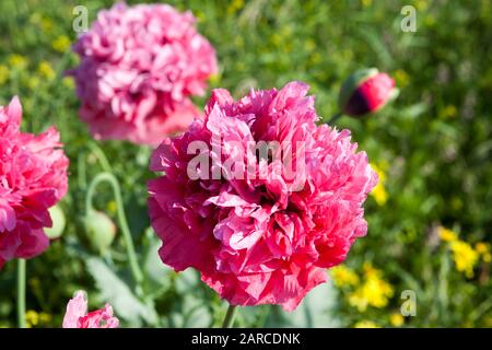Deux coquelicots roses géants qui poussent sauvage à Stokes Bay, Gosport, Hampshire, Royaume-Uni Banque D'Images