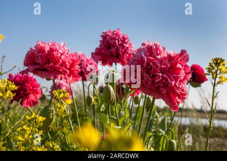 Deux coquelicots roses géants qui poussent sauvage à Stokes Bay, Gosport, Hampshire, Royaume-Uni Banque D'Images