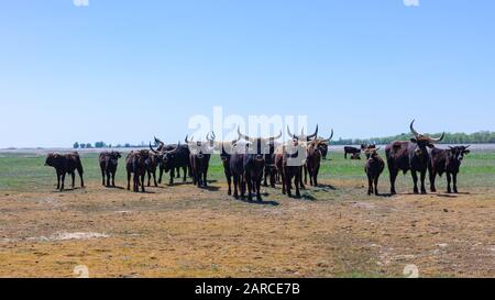 Les aurochs se trouvent sur le terrain dans le parc national de Hortobagy, en Hongrie Banque D'Images